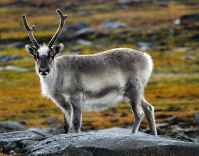 Reindeer Of The Arctic, Facts And Adaptations - Rangifer Tarandus, Also ...